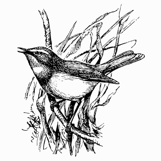 pájaro pechiazul