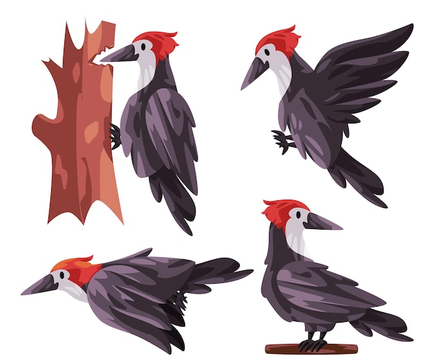 El pájaro Picidae del pájaro Woodpecker posa el soporte de la mosca con la cabeza roja ilustración gráfica de color blanco y negro