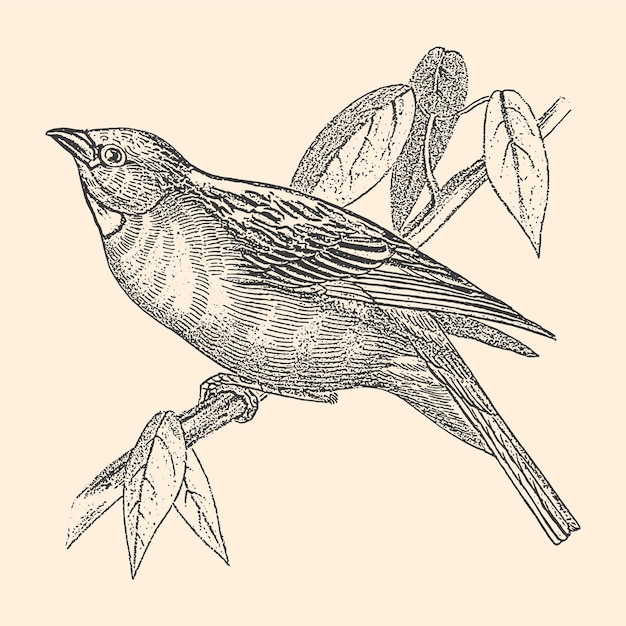 Vector pájaro tangara en la rama ilustración de tarjeta monocromática arte de fauna vintage ilustración dibujada a mano
