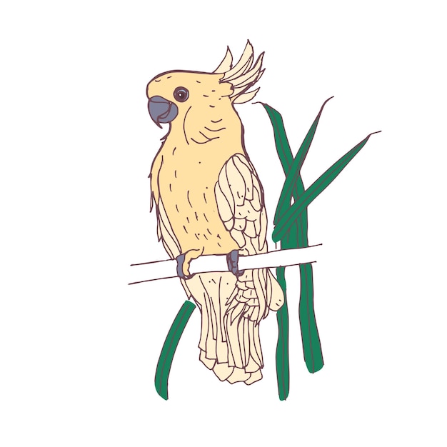 Vector pájaro tropical crestado, cacatúa. dibujo realista de un exótico animal emplumado australiano sentado en una rama de árbol. fauna de la selva sur. ilustración de vector dibujado a mano aislado sobre fondo blanco.