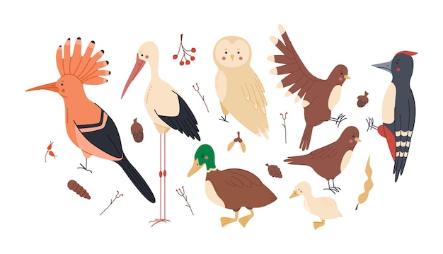 Pájaros del bosque con búho, pájaro carpintero, pato, gorrión, cigüeña, abubilla, gran diseño para cualquier propósito. colección de fauna forestal. ilustración de vector de dibujos animados plana aislado para fondo blanco.