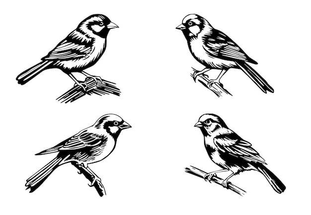 Vector pájaros dibujados a mano en blanco y negro en las ramas