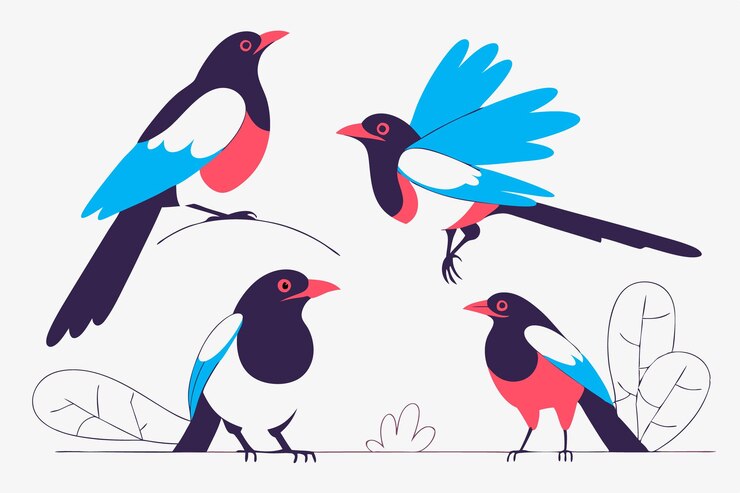 Vector los pájaros magpie se establecen magpies en diferentes poses arte de ilustración en fondo blanco