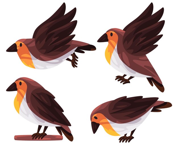 Vector los pájaros robin con el pecho de color naranja cálido posan para volar. ilustración gráfica