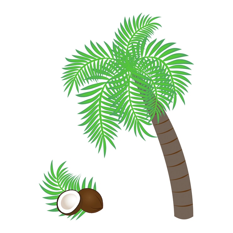Vector palma de coco y coco uno al lado del otro plantas y frutas exóticas dibujo vectorial para imprimir