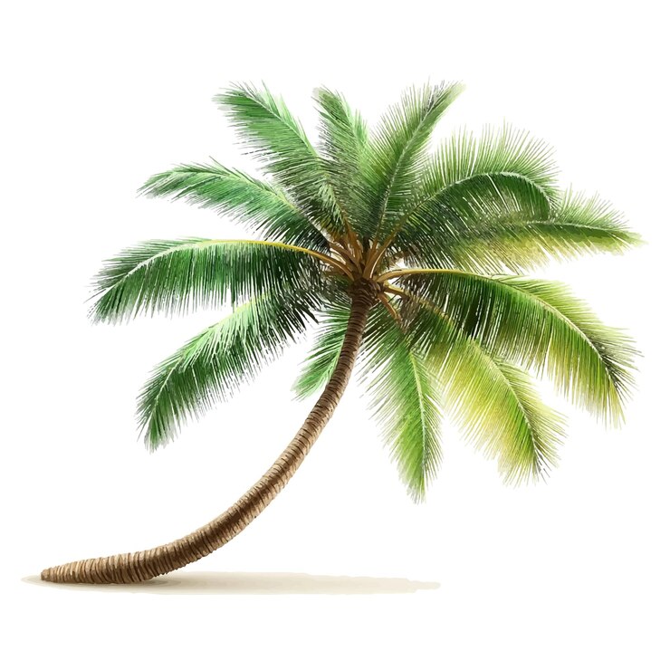 Vector palmera aislada sobre un fondo blanco