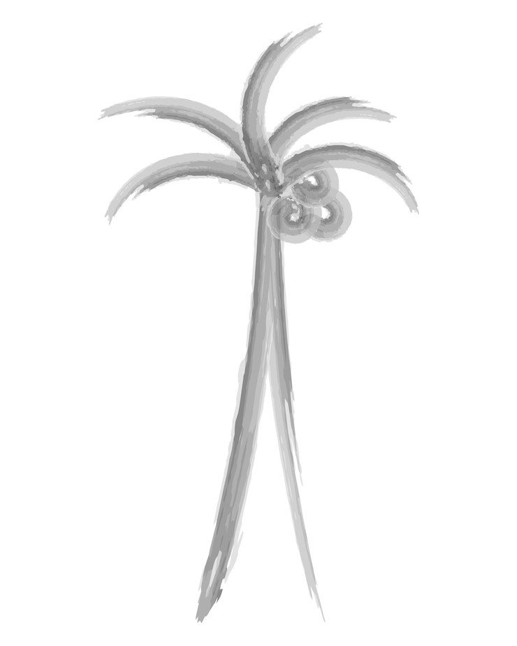 Vector palmera con cocos cocos en la parte superior de la cabeza entre las hojas dibujos en acuarela