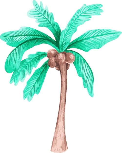 Palmera con cocos Ilustración de vector de acuarela