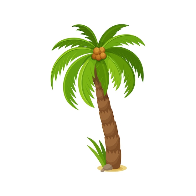 Palmera con cocos planta de hojas de la selva de dibujos animados
