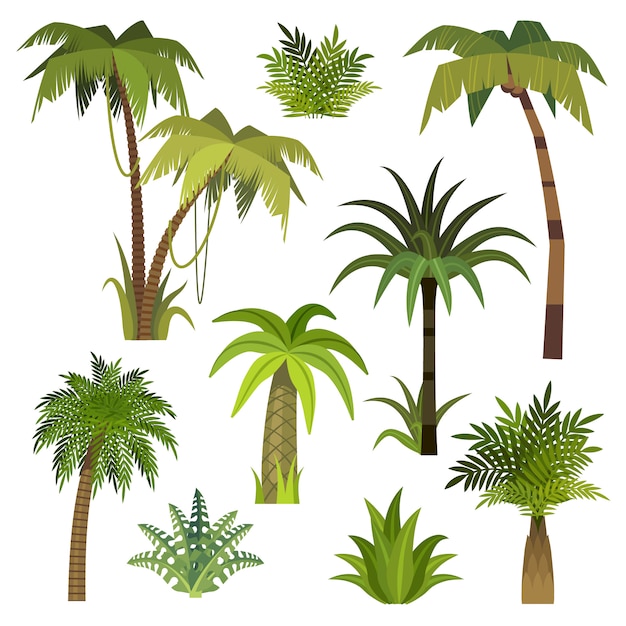 Vector palmera de dibujos animados. selva palmeras con hojas verdes, exótico bosque de hawaii, miami greenery coconut beach palms conjunto de vectores aislados