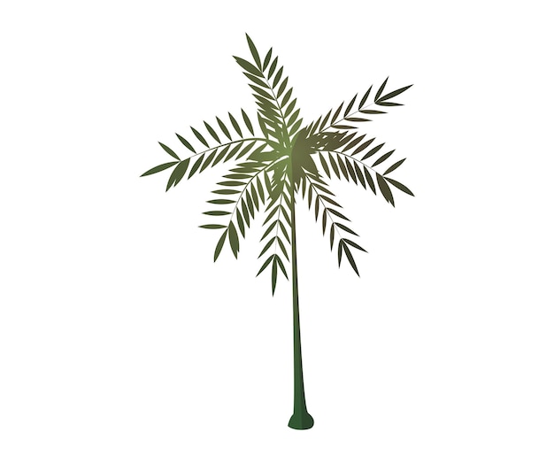 una palmera con hojas que dice palmera