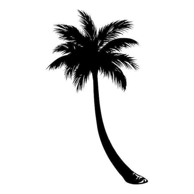 Palmera con un pie en la base