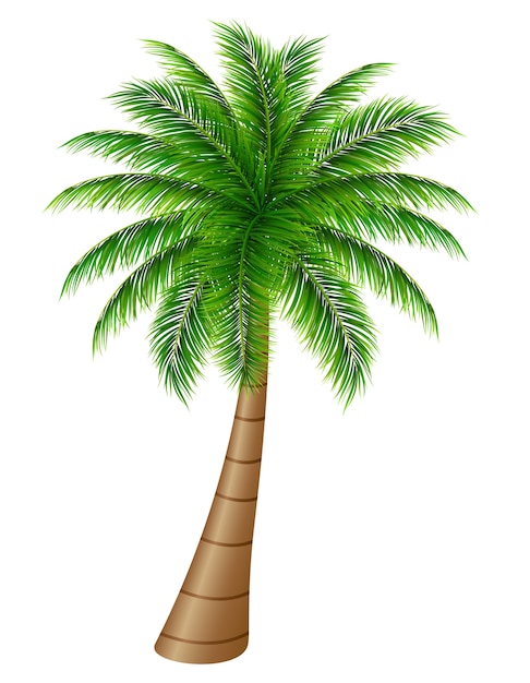 Vector palmera sobre un fondo blanco