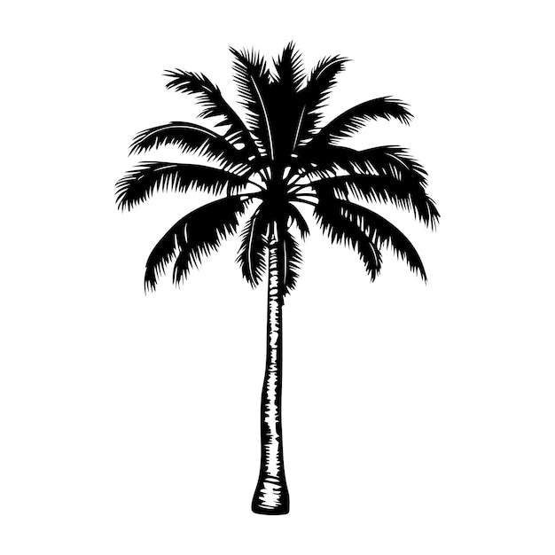 palmera