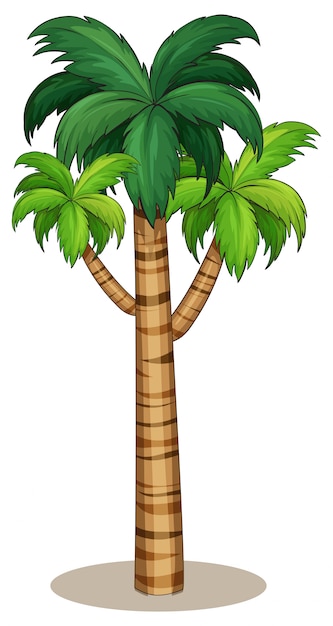 Vector palmera