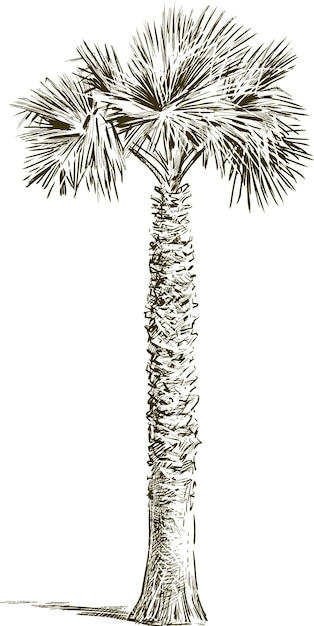 palmera