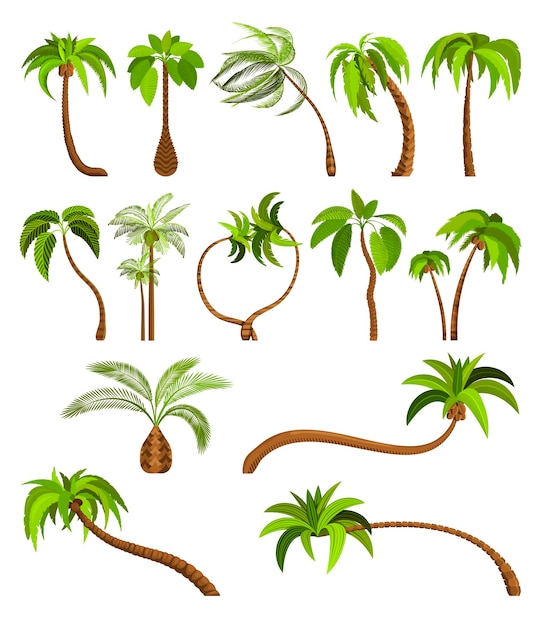 Palmeras aisladas sobre fondo blanco hermoso vectro palma árbol conjunto ilustración vectorial