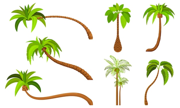 Palmeras aisladas sobre fondo blanco hermoso vectro palma árbol conjunto ilustración vectorial