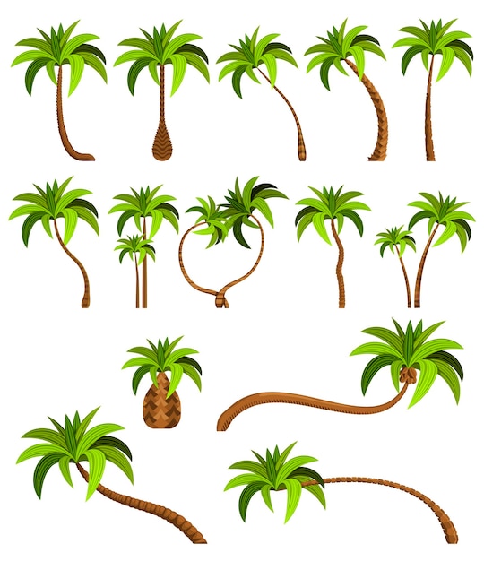 Palmeras aisladas sobre fondo blanco hermoso vectro palma árbol conjunto ilustración vectorial