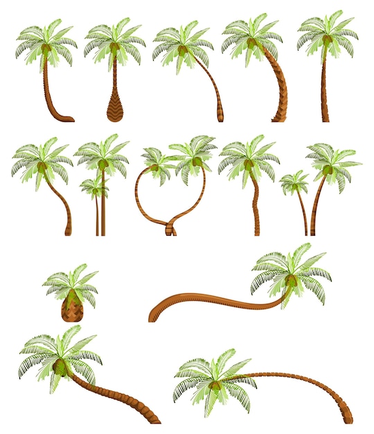 Palmeras aisladas sobre fondo blanco hermoso vectro palma árbol conjunto ilustración vectorial