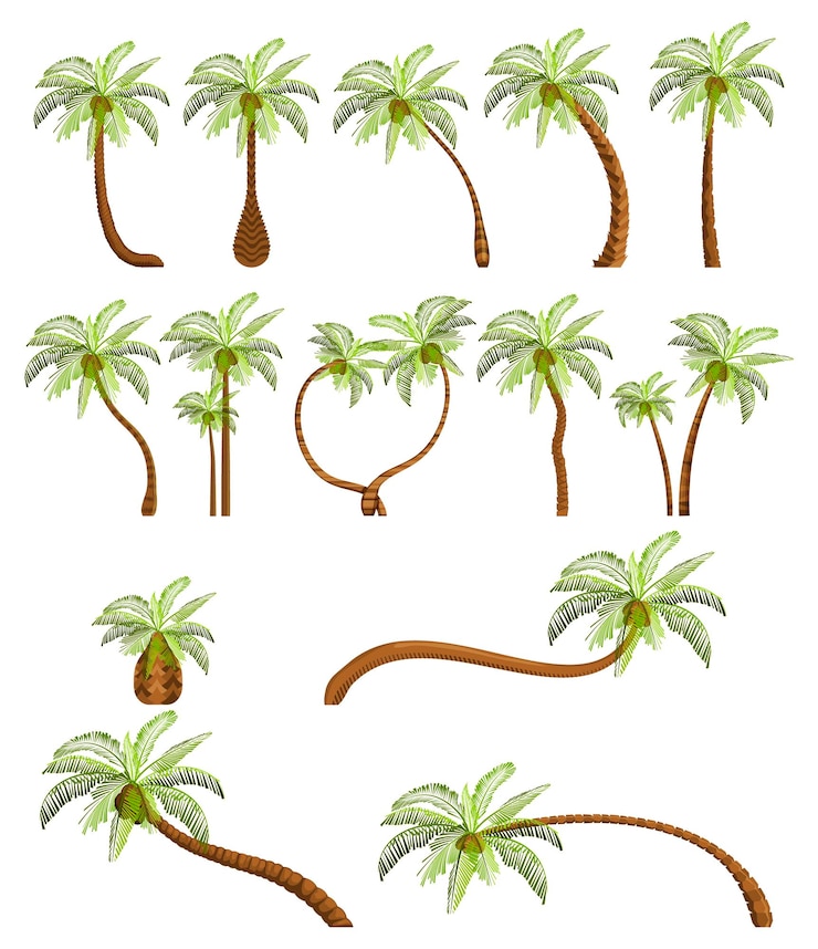 Vector palmeras aisladas sobre fondo blanco hermoso vectro palma árbol conjunto ilustración vectorial