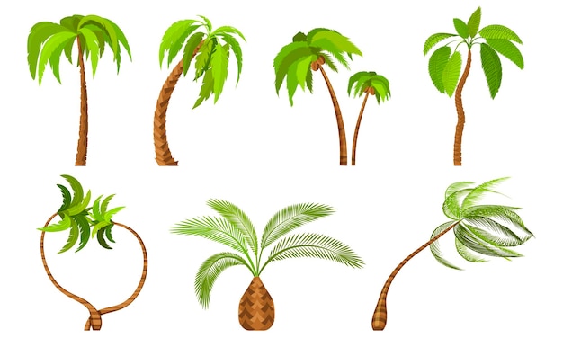 Palmeras aisladas sobre fondo blanco hermoso vectro palma árbol conjunto ilustración vectorial
