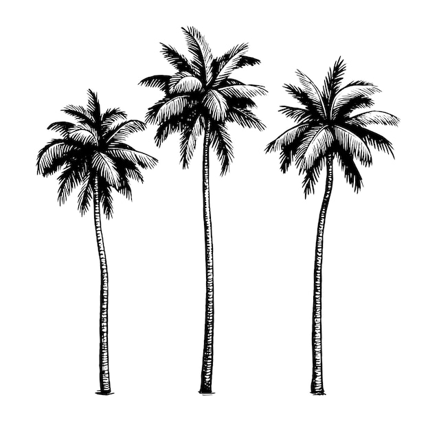 Vector palmeras de coco. ilustración de tinta dibujada a mano.