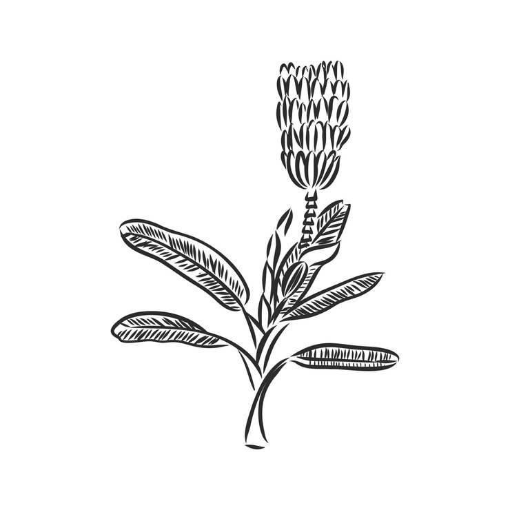Vector palmeras dibujadas a mano sobre fondo blanco bosquejo de vector de árbol de palma sobre un fondo blanco