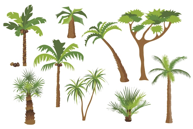 Palmeras establecen elementos gráficos en diseño plano paquete de diferentes tipos de palmeras con cocos y arbustos con corona verde de hojas troncos y ramas ilustración vectorial objetos aislados