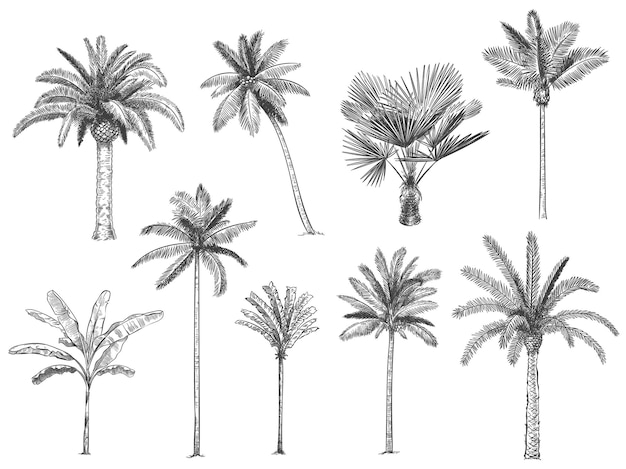 Vector palmeras tropicales dibujadas a mano.