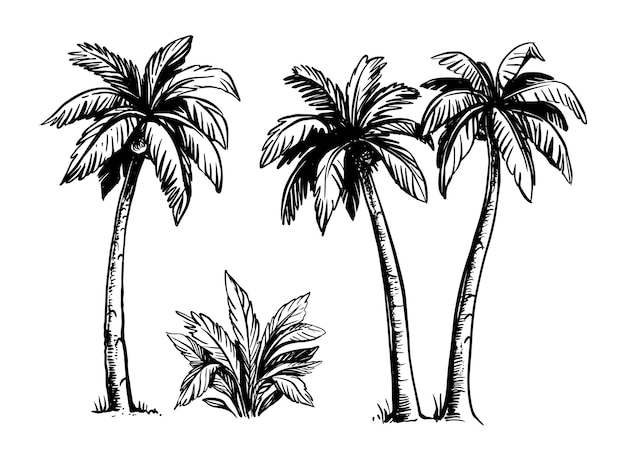 Palmeras tropicales negras.