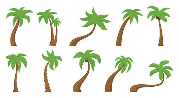 Palmeras tropicales palmera floral verde Naturaleza hawaiana exótica planta de playa de verano Botánica exterior flora temporada de verano