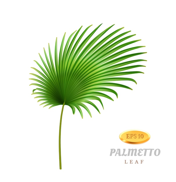 Vector palmetto hojas tropicales flora follaje realista