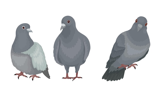 Paloma doméstica gris o paloma como conjunto vectorial de aves emplumadas