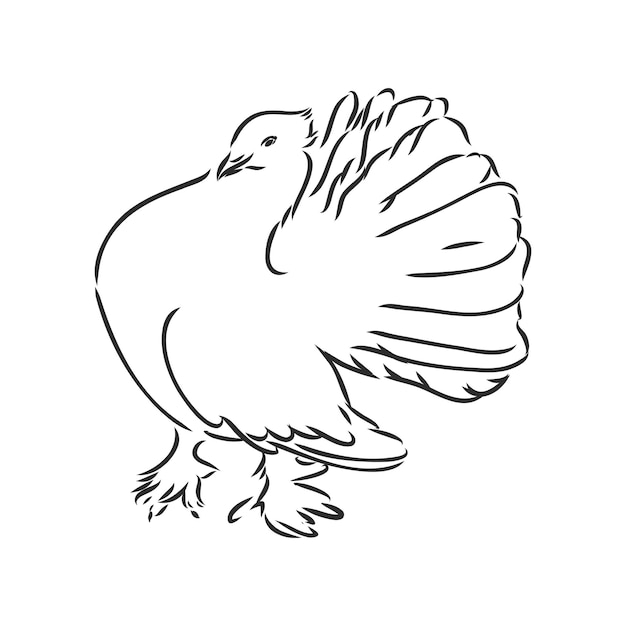 Paloma de pura raza dibujo vectorial Paloma dibujada a mano realista