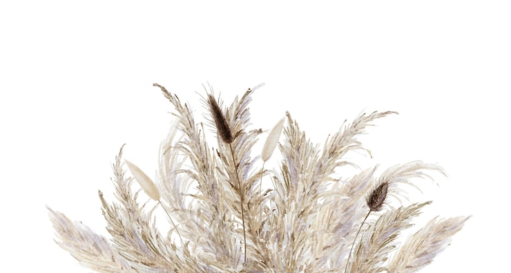 Vector pampas hierba y colas de conejo fondo bohemia borde floral seco