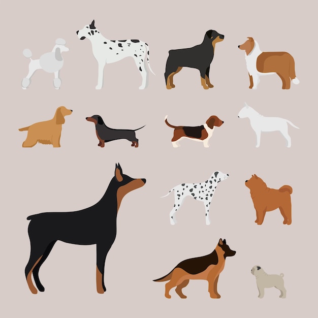 Pan de personaje de perro de dibujos animados divertido en cachorro feliz de estilo de dibujos animados e ilustración de vector de mamífero amistoso aislado. Elemento doméstico plano cómico adorable mascota canina.