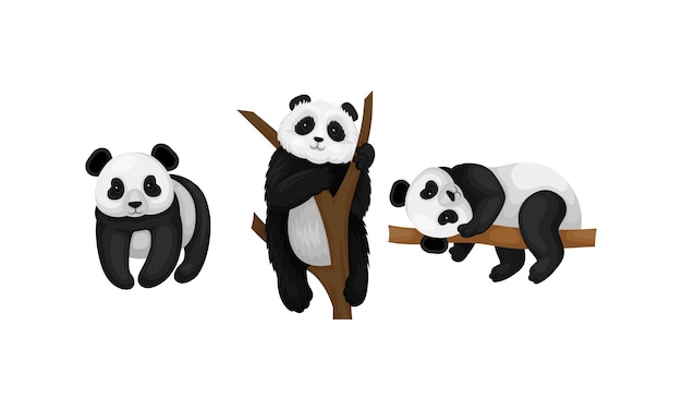 Panda gigante o oso panda con manchas negras alrededor de sus ojos y orejas sentado en la rama de un árbol y con un conjunto de vectores de pie