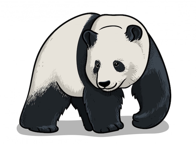 Vector panda, ilustración de zoología educativa, libro para colorear.