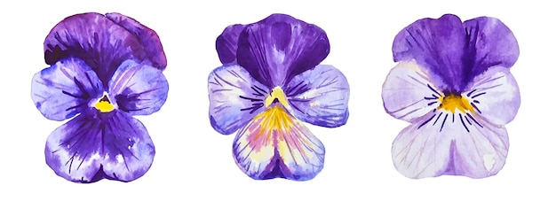 Pansy flores set tres temporada púrpura flores acuarela aislado