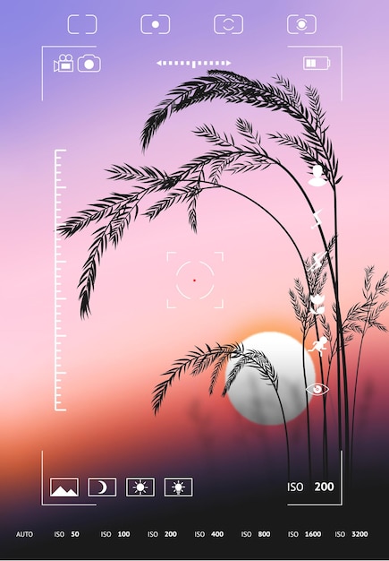 Vector pantalla de la cámara sunset grass