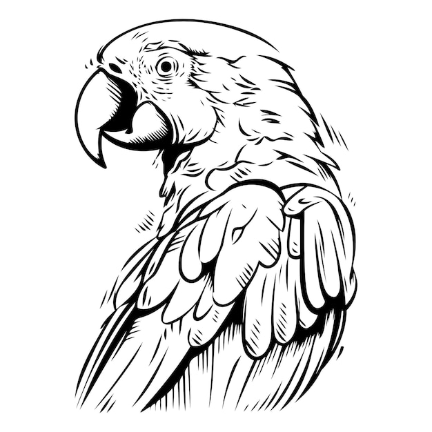 Papagaio colorido aislado sobre fondo blanco Ilustración vectorial dibujada a mano