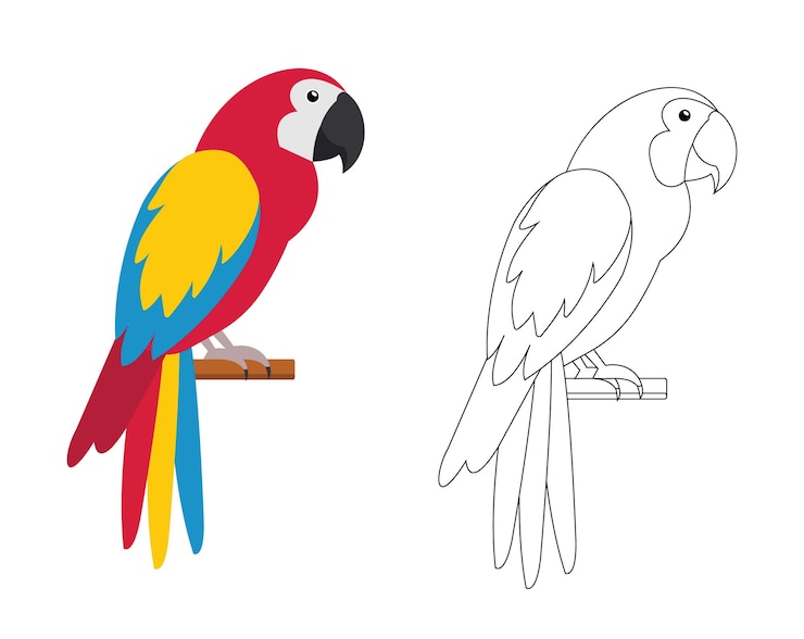 Vector papagaio colorido y blanco y negro para libro de colorear libro de colorear para niños