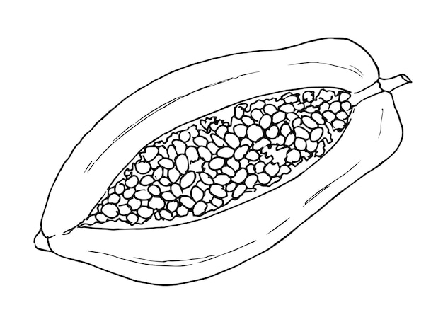 Papaya Sketch Ilustración vectorial dibujada a mano de frutas tropicales exóticas dulces Rebanada de comida asiática de Tailandia en colores blanco y negro para el postre Dibujo sobre fondo aislado en estilo de arte lineal