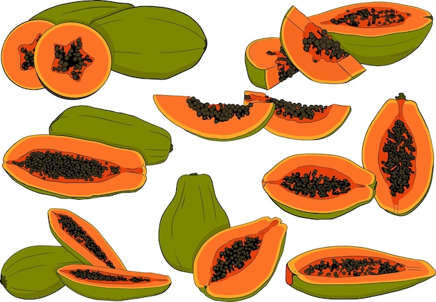 Papaya vectorial dibujada a mano Objetos vegetarianos tropicales deliciosos