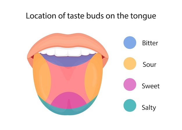 Vector papilas gustativas de la lengua agrio dulce amargo salado y sabor umami ilustración vectorial