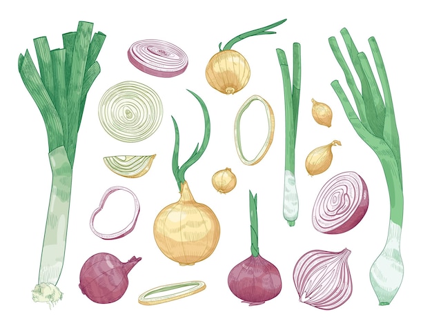 Paquete de diferentes cebollas enteras y cortadas aisladas sobre fondo blanco. Conjunto de dibujos coloridos de verduras crudas de varios tipos. Ilustración de vector realista elegante en estilo de grabado vintage