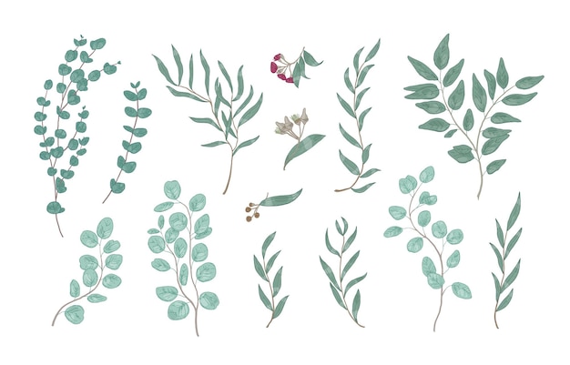 Paquete de elegantes dibujos detallados de varias ramas de eucalipto con hojas verdes. conjunto de decoraciones naturales dibujadas a mano aisladas sobre fondo blanco. ilustración vectorial botánica realista.