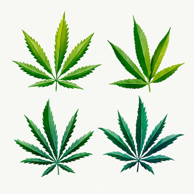 Paquete de hojas de cannabis en acuarela