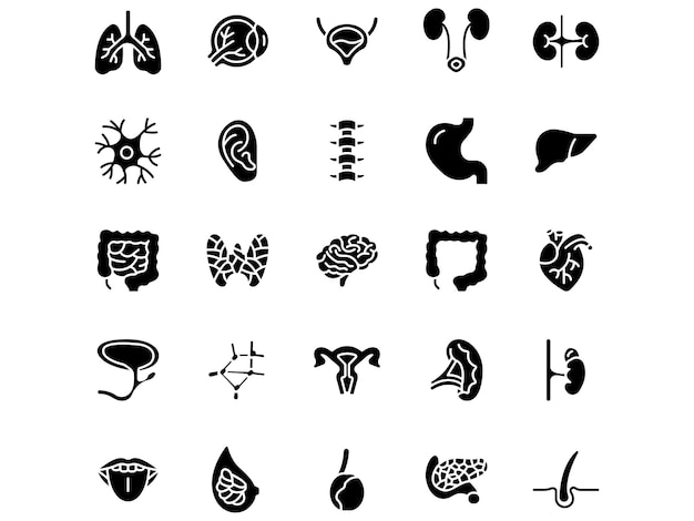 El paquete de iconos planos del vector de glifos de los órganos humanos
